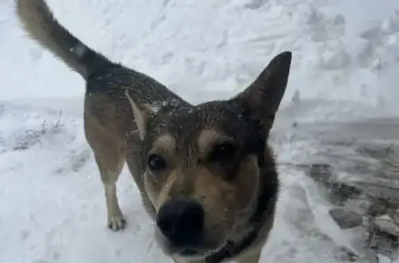 Найдена собака, Староживотинное, фото: Найдена собака в Староживотинном, Воронежская обл.