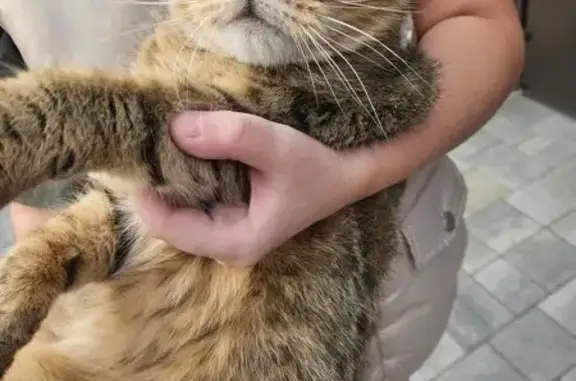 Кошки потеряшки, Ессентукская, фото: Потеряшка кошка, Ковровая ул. 58, Ессентуки