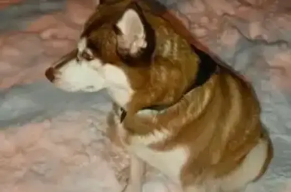 Объявления о пропавших и найденных животных, Калининград, фото: Собака найдена: Нарвская 77, Калининград