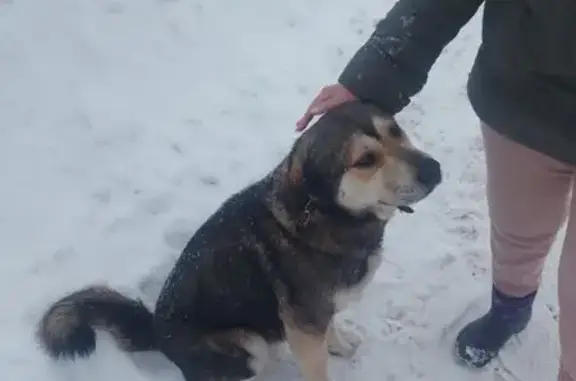 Найдена собака, Слободище, фото: Собака найдена в СНТ Слободище, МО