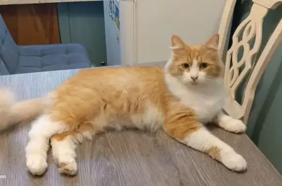 Пропала кошка, ул. Гончарова, 1Д, НН - photo