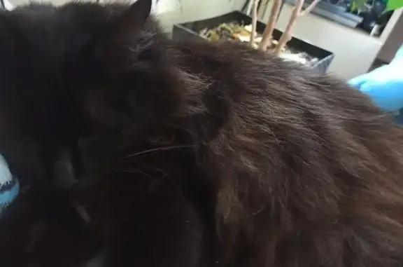 Пропала чёрная кошка, Московский пр., Старый Оскол - photo