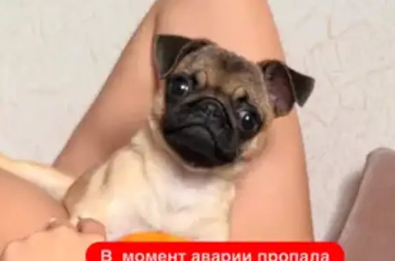 Пропал мопс, Стрелецкие Хутора 42К-043 - photo