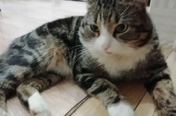 Пропала кошка, ул. Кирова, 8, Новомосковск - photo