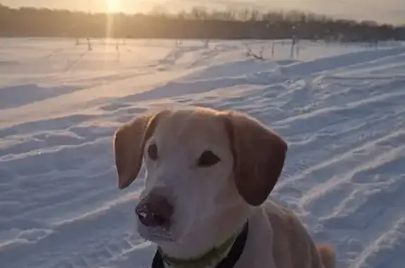 Пропала собака, ул. 65-летия Победы, Сыктывкар - photo