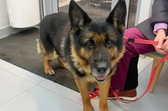 Найдена собака, Одинцово, фото: Найдена собака, Одинцово, Можайское ш. 157