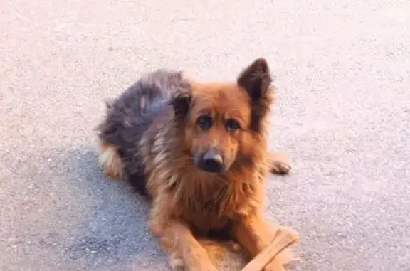 Собаки потеряшки, Пятигорск, фото: Потеряшка овчарка, Делегатская, Пятигорск