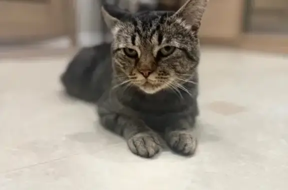 Пропала кошка, Заречная 16А, Луговое - photo