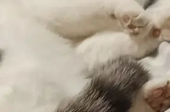 Пропала кошка, ул. 10 лет Октября, 54, Буй - photo