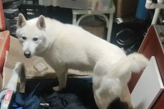 Найдена собака, Ревда, фото: Найдена собака на Летней, 16, Ревда