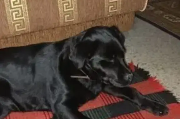 Объявления о пропавших и найденных животных, Саратов, фото: Найдена собака у ТАУ, 3-я Дачная, Саратов