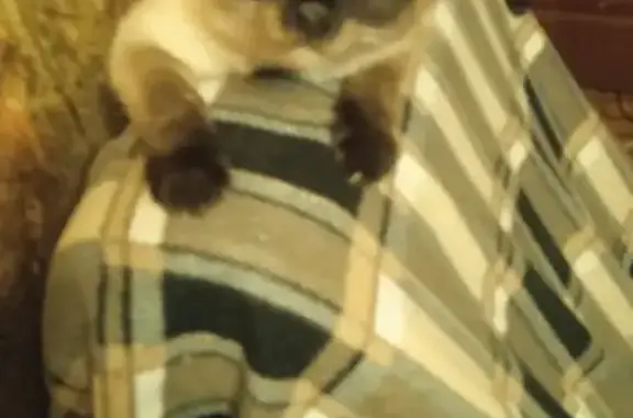 Пропала кошка, Москва - photo