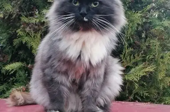 Пропала кошка, ул. Новая, Загорново - photo