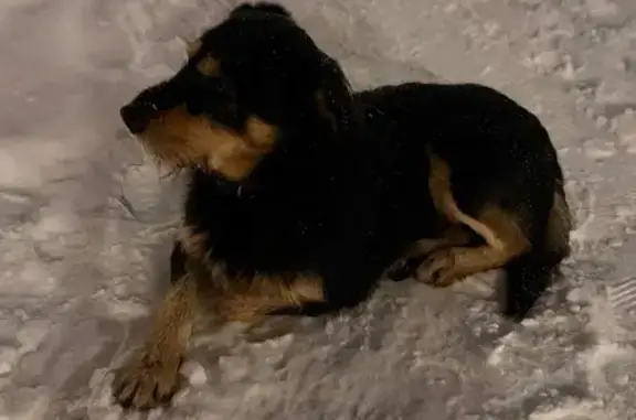 Объявления о пропавших и найденных животных, Калининград, фото: Собака найдена на ул. Елизаветинская