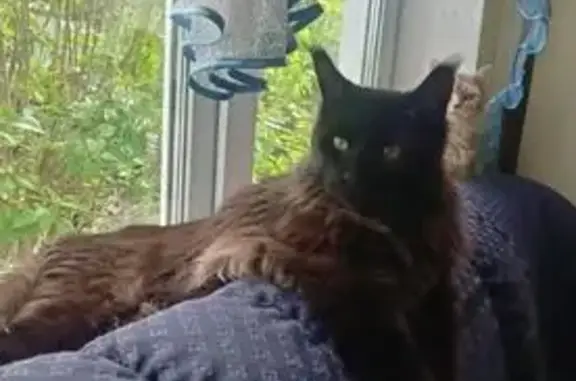 Пропала кошка, ул. Станционная, д. 15 - photo