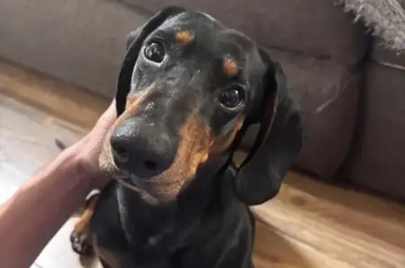 Объявления о пропавших и найденных животных, Высокое, фото: Найдена такса, Балтийская ул., 2, Высокое