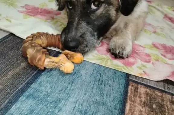 Найдена собака, Таганрог, фото: Щенок найден: Марцево 5, Таганрог