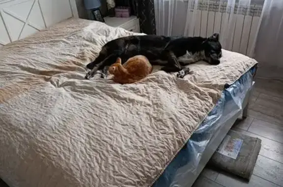 Пропала собака, ул. Лизы Чайкиной, 51 - photo