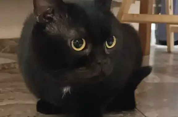 Найдена кошка, Химки, фото: Котик найден в Химках, 1-я Лесная, 2