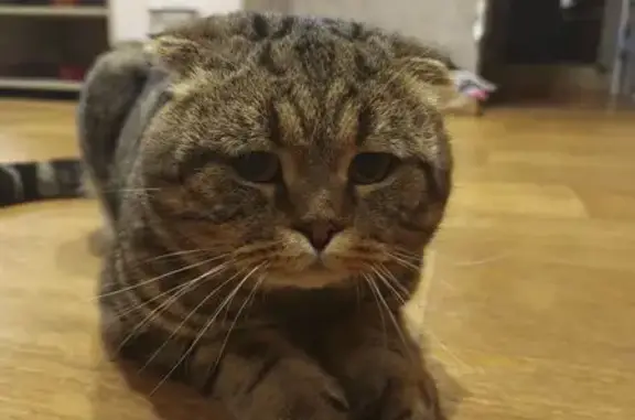 Найдена кошка, Йошкар-Ола, фото: Кошка найдена: ул. Мира, Йошкар-Ола