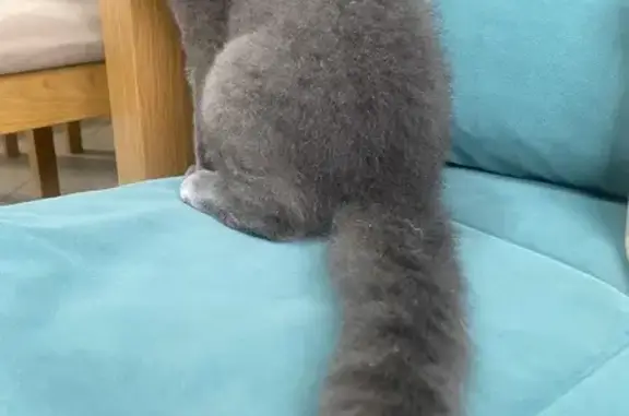 Пропала кошка, Краснодар - photo