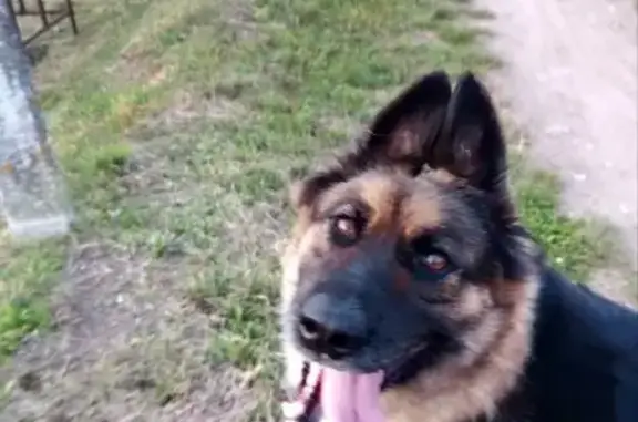 Пропала овчарка, Яснополянка - photo