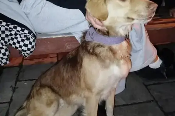 Пропала собака, Школьная ул., 1/1, Козет - photo