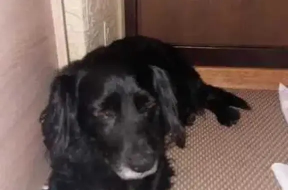 Найдена собака, Недвиговка, фото: Найдена собака на Набережной улице, 19