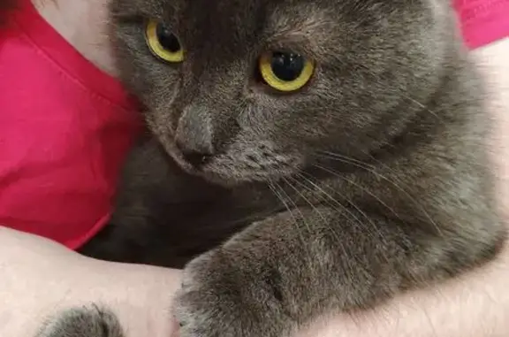 Найдена кошка, Пенза, фото: Кошка найдена: Электрический проезд, 10