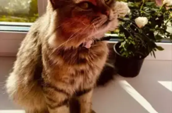 Пропала кошка, ул. Татарстан, Мензелинск - photo