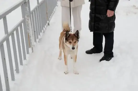 Найдена собака, Нижний Новгород, фото: Собака найдена: Нижний Новгород