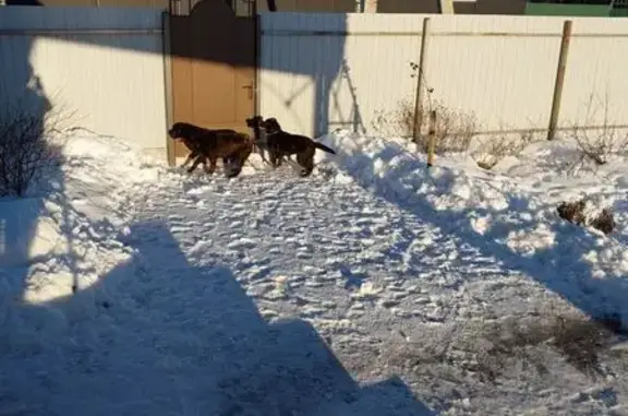 Собаки потеряшки, Староживотинное, фото: Потеряшкаи 2 лабрадора, Воронежская обл.