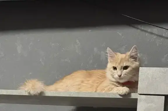 Пропала кошка, Октябрьская 85, Будённовск - photo