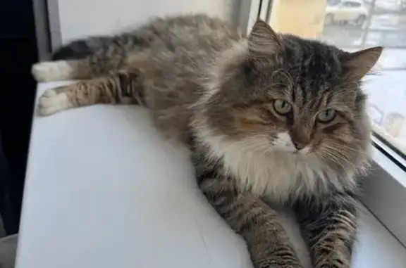 Пропала кошка, Октябрьская 85, Будённовск - photo