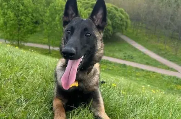 Пропала собака в Н. Новгороде - photo