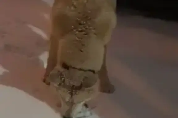 Объявления о пропавших и найденных животных, Тула, фото: Найдена собака, Гарнизонный проезд, 2В