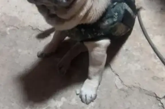 Найденные животные Корнилово, фото: Мопс найден в Корнилово, Томская область