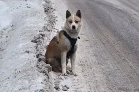 Собака найдена, Трёхгорка, 46К-1530 - photo