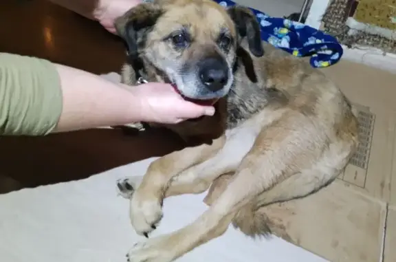 Объявления о пропавших и найденных животных, Тула, фото: Собака найдена в Туле, пр. Ленина, 123