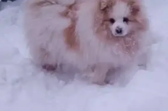 Найдена собака, Уфа, фото: Шпиц найден на ул. Блюхера, 42/1, Уфа