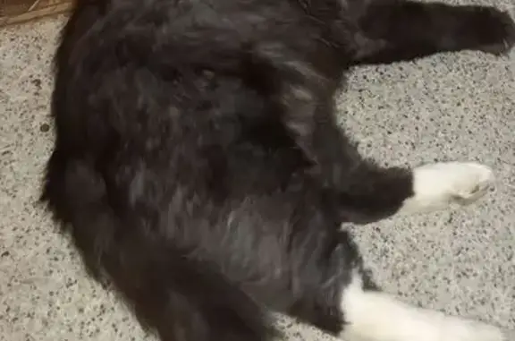 Пропала кошка, Известковая 17, Хабаровск - photo