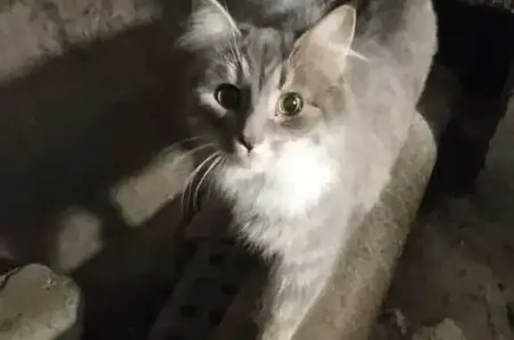 Найдена кошка, Санкт-Петербург, фото: Найдена кошка на Гражданском проспекте