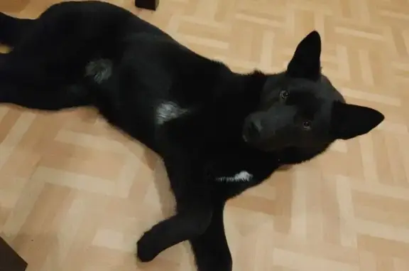 Объявления о пропавших и найденных животных, Калининград, фото: Найдена собака, ул. Белинского, Калининград