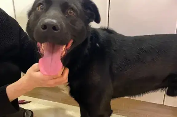 Найдена собака, Красногорск, фото: Найдена собака, Железнодорожный пер., Красногорск