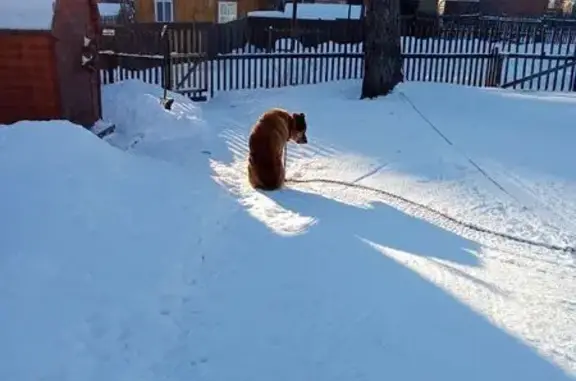 Пропала собака, Красноярск, Алабай - photo