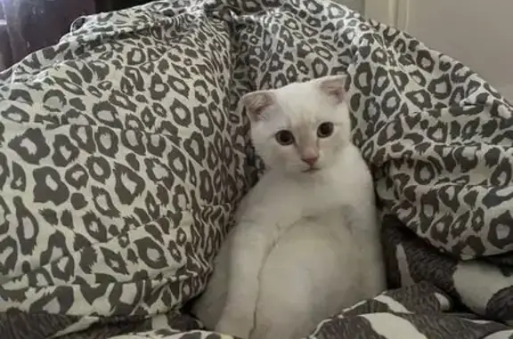 Пропала кошка, Инициативная ул., Барнаул - photo