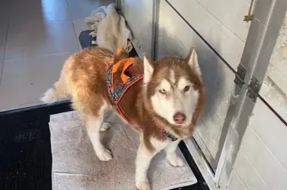 Найдена собака, Богашево, фото: Рыжий пёс найден у 