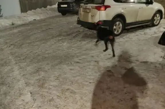 Найдена собака, Самара, фото: Доберман найден: Самара, Товарная 33