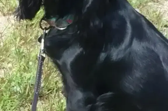 Пропала собака, Алфёрово, Респ. Алтай - photo