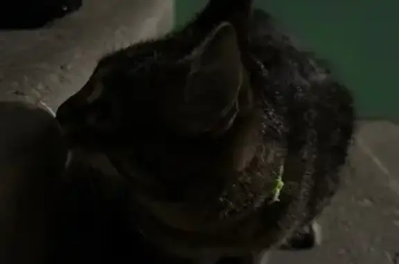 Найдена кошка, Магнитогорск, фото: Кошка найдена: Жукова 14/3, Магнитогорск